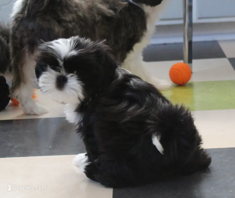 Lady – Shih Tzu puppy for sale in Ellington, CT