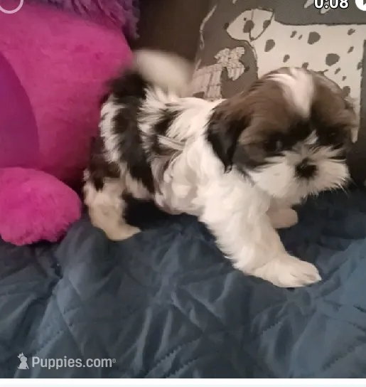Holly – Shih Tzu puppy for sale in Ellington, CT
