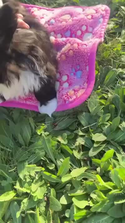 Lady, a female Shih Tzu for sale in Ellington, CT – 2 of 2