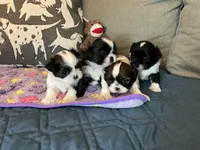 Lady, a female Shih Tzu for sale in Ellington, CT – 2 of 2