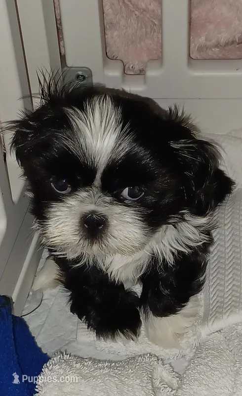 Lady – Shih Tzu puppy for sale in Ellington, CT