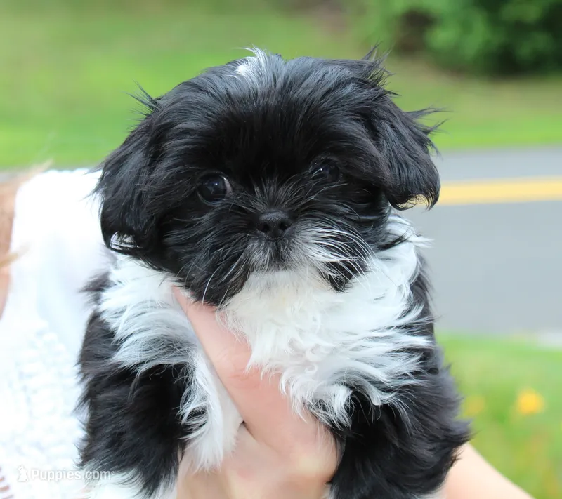 Lima – Shih Tzu puppy for sale in Ellington, CT