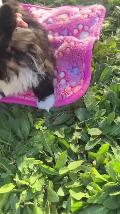 Lady, a female Shih Tzu for sale in Ellington, CT – 2 of 2