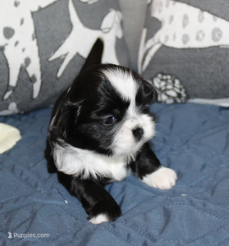 Lady – Shih Tzu puppy on hold in Ellington, CT