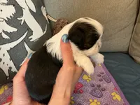 Kat, a female Shih Tzu for sale in Malone, NY – 3 of 3