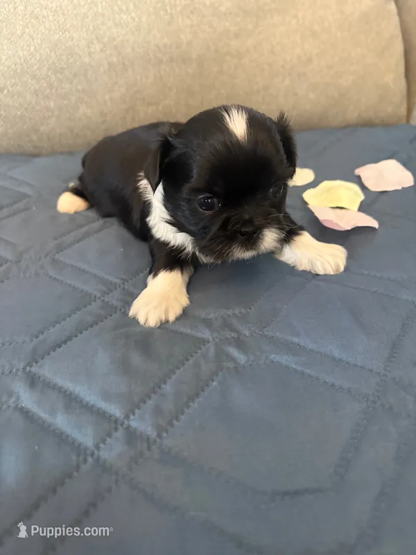 Lima – Shih Tzu puppy for sale in Ellington, CT