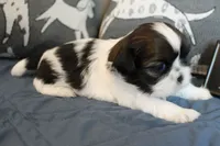 Holly, a female Shih Tzu for sale in Ellington, CT – 2 of 2