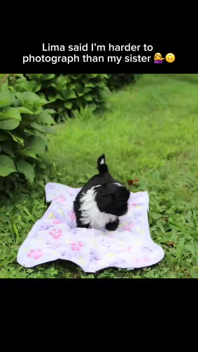 Lima, a female Shih Tzu for sale in Ellington, CT – 4 of 4