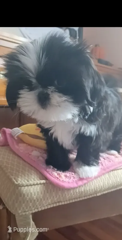Lady – Shih Tzu puppy for sale in Ellington, CT