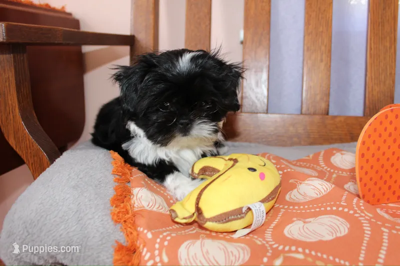 Lima – Shih Tzu puppy for sale in Ellington, CT