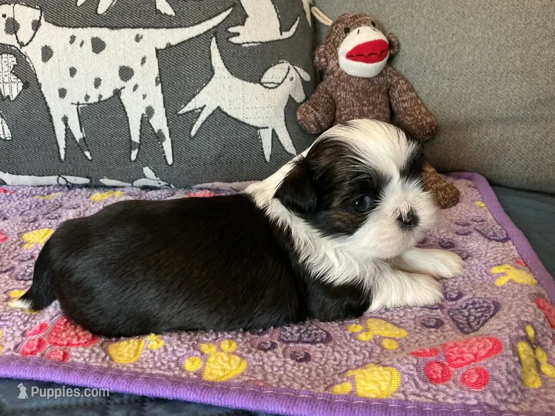 Kat – Shih Tzu puppy for sale in Malone, NY