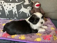 Kat, a female Shih Tzu for sale in Malone, NY – 1 of 3