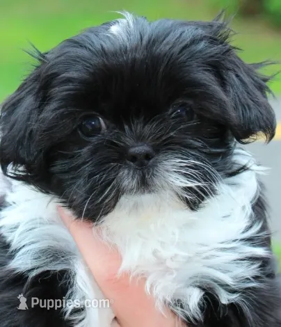 Lima – Shih Tzu puppy for sale in Ellington, CT