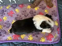 Kat, a female Shih Tzu for sale in Malone, NY – 2 of 3