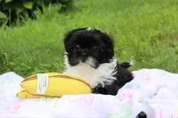 Lima, a female Shih Tzu for sale in Ellington, CT – 2 of 4