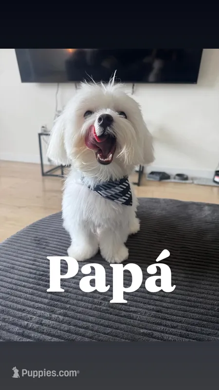 Gucci  – Maltese puppy for sale in Miami, FL