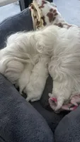 Gucci , a male Maltese for sale in Miami, FL – 6 of 8