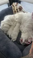 Gucci , a male Maltese for sale in Miami, FL – 2 of 8