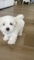 Pupy , a male Maltese for sale in Miami, FL – 1 of 8