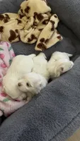 Gucci , a male Maltese for sale in Miami, FL – 4 of 8