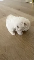 Pupy , a male Maltese for sale in Miami, FL – 5 of 8