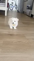 Pupy , a male Maltese for sale in Miami, FL – 3 of 8