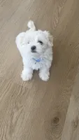 Pupy , a male Maltese for sale in Miami, FL – 4 of 8