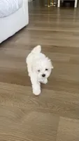 Pupy , a male Maltese for sale in Miami, FL – 6 of 8