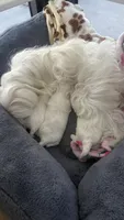 Gucci , a male Maltese for sale in Miami, FL – 5 of 8