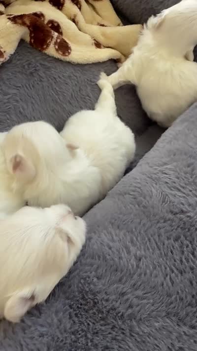 Gucci , a male Maltese for sale in Miami, FL – 7 of 8