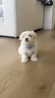Pupy , a male Maltese for sale in Miami, FL – 8 of 8