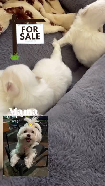 Gucci , a male Maltese for sale in Miami, FL – 8 of 8