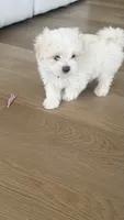 Pupy , a male Maltese for sale in Miami, FL – 7 of 8