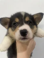 Graham Tri male , a male Pembroke Welsh Corgi for sale in Burlington, NC – Photo 1 of 2