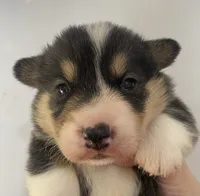 Graham Tri male , a male Pembroke Welsh Corgi for sale in Burlington, NC – Photo 2 of 2