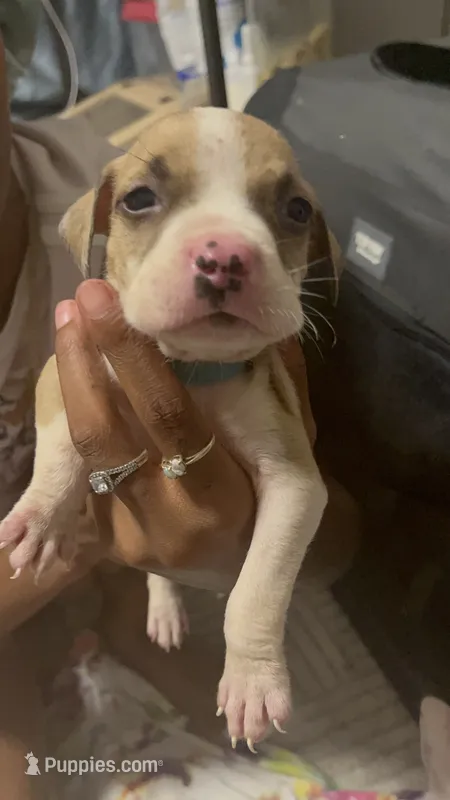 Eazee  – American Pit Bull Terrier puppy for sale in Los Angeles, CA
