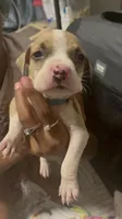 Eazee , a male American Pit Bull Terrier for sale in Los Angeles, CA – 1 of 1