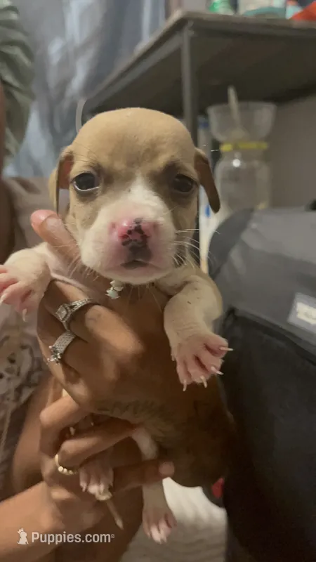 Koda – American Pit Bull Terrier puppy for sale in Los Angeles, CA