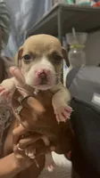 Koda, a male American Pit Bull Terrier for sale in Los Angeles, CA – 1 of 1