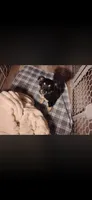 Stormy , a female German Shepherd Dog for sale in Dixon, MO – 3 of 5