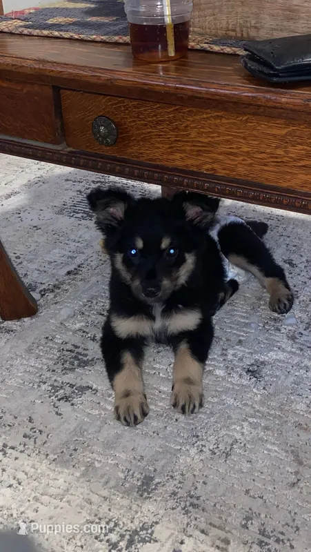Stormy  – German Shepherd Dog puppy for sale in Dixon, MO