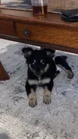Stormy , a female German Shepherd Dog for sale in Dixon, MO – 1 of 5