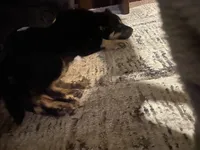 Stormy , a female German Shepherd Dog for sale in Dixon, MO – 5 of 5