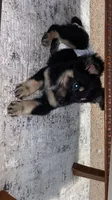 Stormy , a female German Shepherd Dog for sale in Dixon, MO – 2 of 5