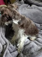 Maddox(AKC), a male Miniature Schnauzer for sale in Walnut Grove, MO – 2 of 2
