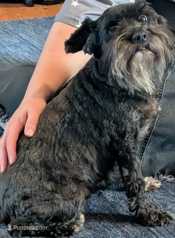 Oreo, a female Miniature Schnauzer for sale in Walnut Grove, MO – 1 of 3