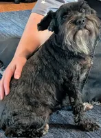 Oreo, a female Miniature Schnauzer for sale in Walnut Grove, MO – 1 of 3