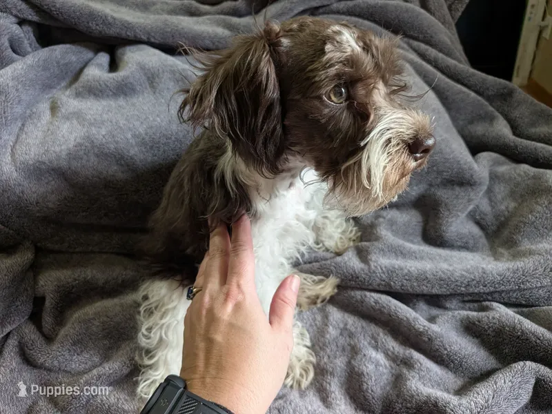 Maddox(AKC) – Miniature Schnauzer puppy for sale in Walnut Grove, MO
