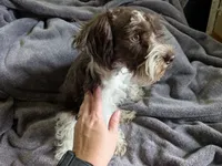 Maddox(AKC), a male Miniature Schnauzer for sale in Walnut Grove, MO – 1 of 2