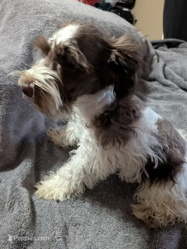 Riley(AKC) – Miniature Schnauzer puppy for sale in Walnut Grove, MO
